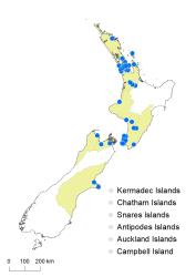 Adiantum raddianum distribution map based on databased records at AK, CHR & WELT.
 Image: K.Boardman © Landcare Research 2020 CC BY 4.0